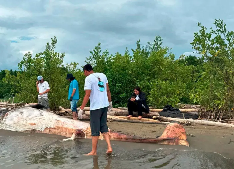 Así fue encontrada la ballena minke, de 6,7 metros de largo, en la desembocadura del río Turbo con el mar. FOTO: CORTESÍA CORPOURABÁ