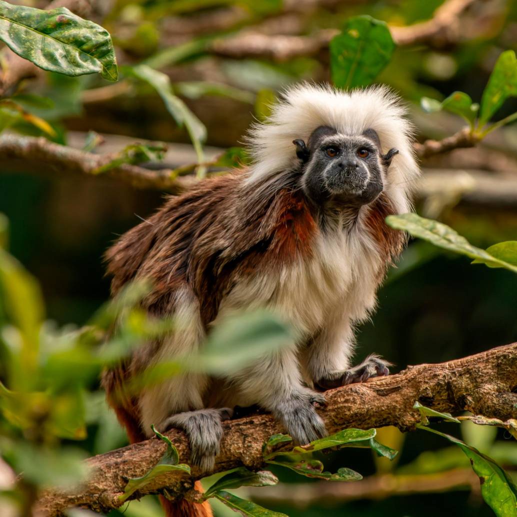 En Colombia, como lo reseña la Asociación Primatológica Colombiana de las 38 especies presentes, hay 21 amenaza. FOTO Cortesía Instotu Humboldt.