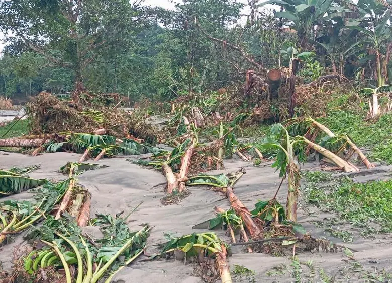 El adverso clima arrasó con cultivos de plátano y otros vegetales. FOTO: Cortesía Vigía Stéreo