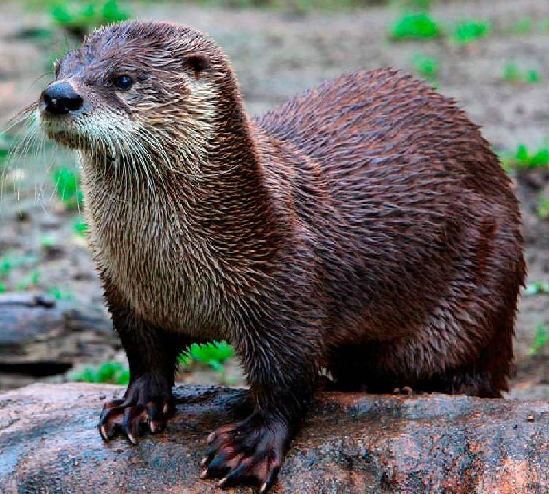 La nutria neotropical está en estado vulnerable en Colombia por la fragmentación de sus ecosistemas. FOTO: CORTESÍA