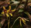 La <i>Pleurothallis maitamae</i>, orquídea inédita descubierta en el páramo de Sonsón, crece entre los 2.600 y 3.300 metros de altitud. FOTO cortesía Cornare