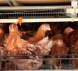Granja Avícola Kakaraka es la primera en tratar bien a las gallinas. FOTO CORTESÍA ICA.