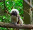 Tití cabeciblanco, primate endémico del Caribe colombiano en proceso de rehabilitación en el CAVR del Valle de Aburrá. FOTO cortesía Área Metropolitana