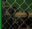 <span class=mln_uppercase_mln>Entre</span><b><span class=mln_uppercase_mln> enero y junio de este 2025 se han reportado 49 casos de rabia y más de 35.000 casos de mordeduras de animales en Delhi,</span></b><span class=mln_uppercase_mln> India. Foto: Andrés Camilo Suárez Echeverry</span>