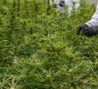 Este es el decreto que prepara el Gobierno Petro para legalizar la venta de cannabis medicinal