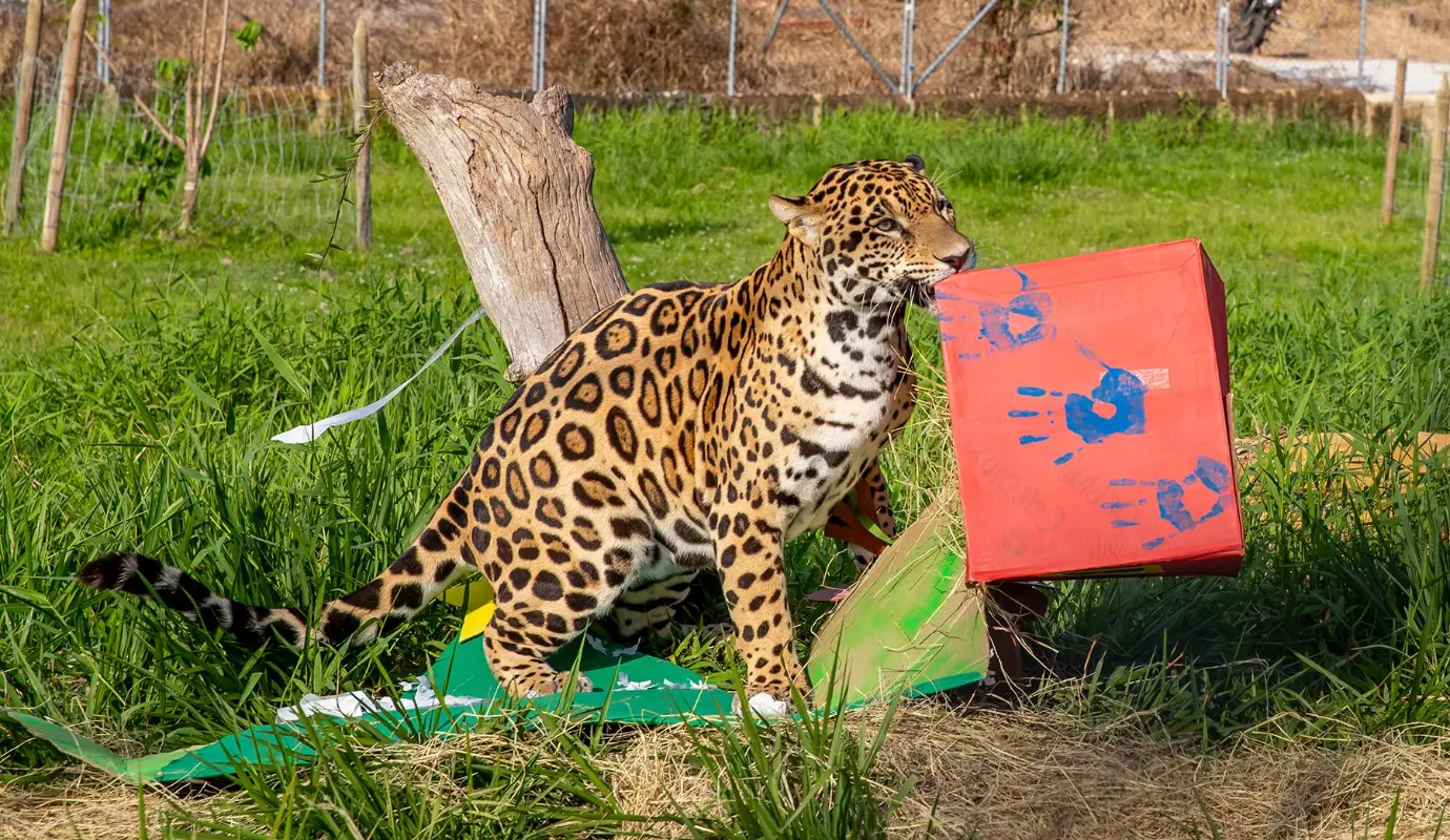 “Ambientales Navideños 2025”, una ambiciosa estrategia de enriquecimiento ambiental diseñada por expertos biólogos y veterinarios para mejorar el bienestar físico y psicológico de los animales que se encuentran bajo cuidado humano. Foto: Juan Antonio Sánchez