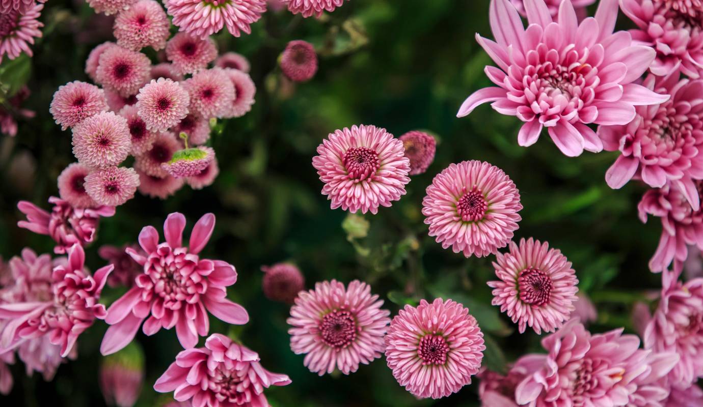 Los organizadores buscan no solo deleitar a los asistentes con la vista de estas flores, sino también educar sobre el papel de las orquídeas en el ecosistema y la importancia de su preservación. Foto: Camilo Suárez Echeverry