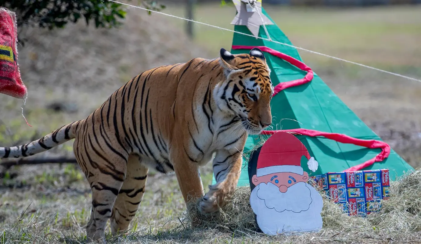 Cada estímulo es cuidadosamente evaluado para garantizar que sea adecuado a la especie y no represente ningún riesgo para su salud. Foto: Juan Antonio Sánchez