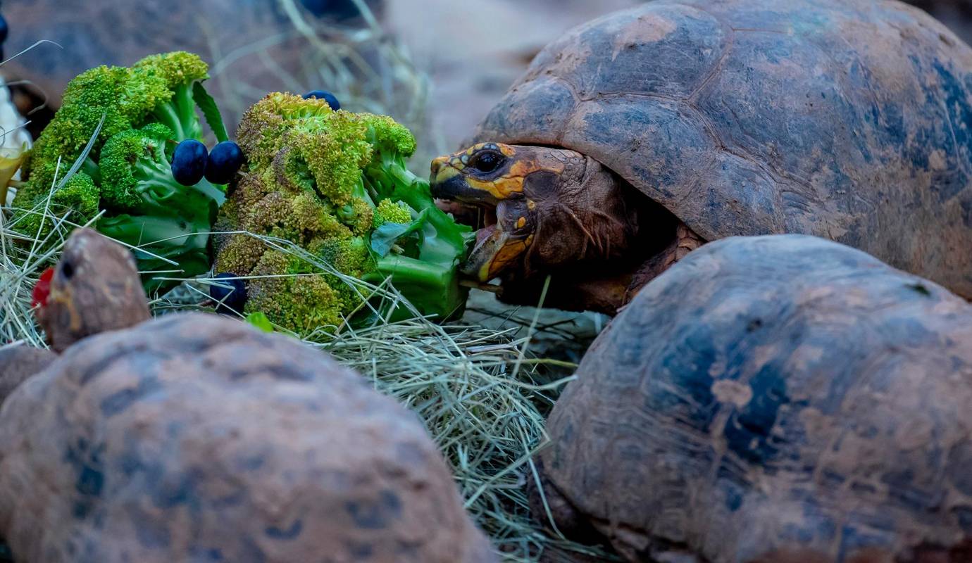 A través de estos ejercicios, se busca mantener a las especies en una condición física óptima y elevar su calidad de vida general mediante retos que simulan las dificultades y satisfacciones de la vida en libertad. Foto: Juan Antonio Sánchez
