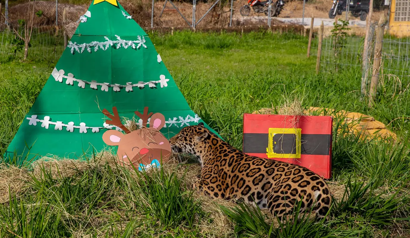 Otro componente clave es el enriquecimiento sensorial, diseñado para estimular los sentidos de los animales de forma segura y controlada. Foto: Juan Antonio Sánchez