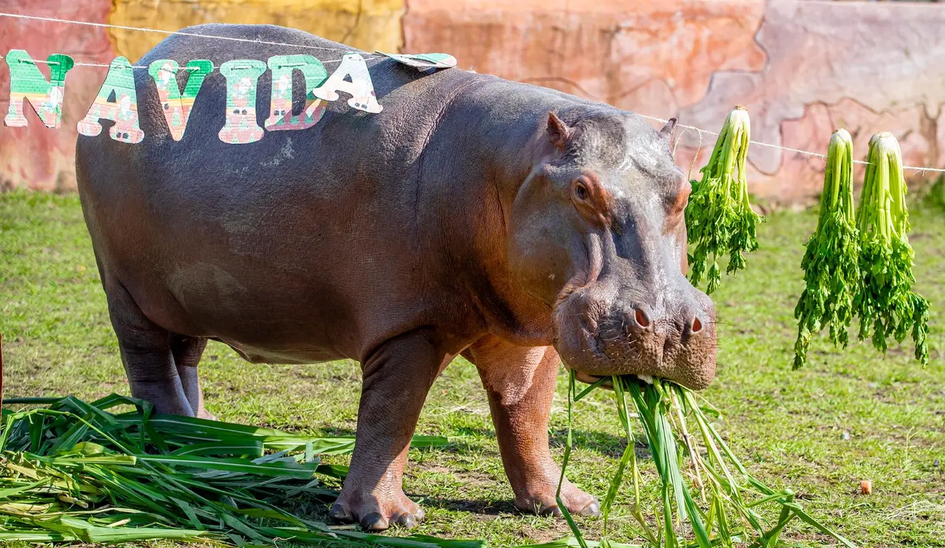 Mediante estímulos visuales, olfativos, auditivos y táctiles y en algunos casos gustativos, se promueve la interacción con el entorno y se rompe la monotonía del día a día. Foto: Juan Antonio Sánchez