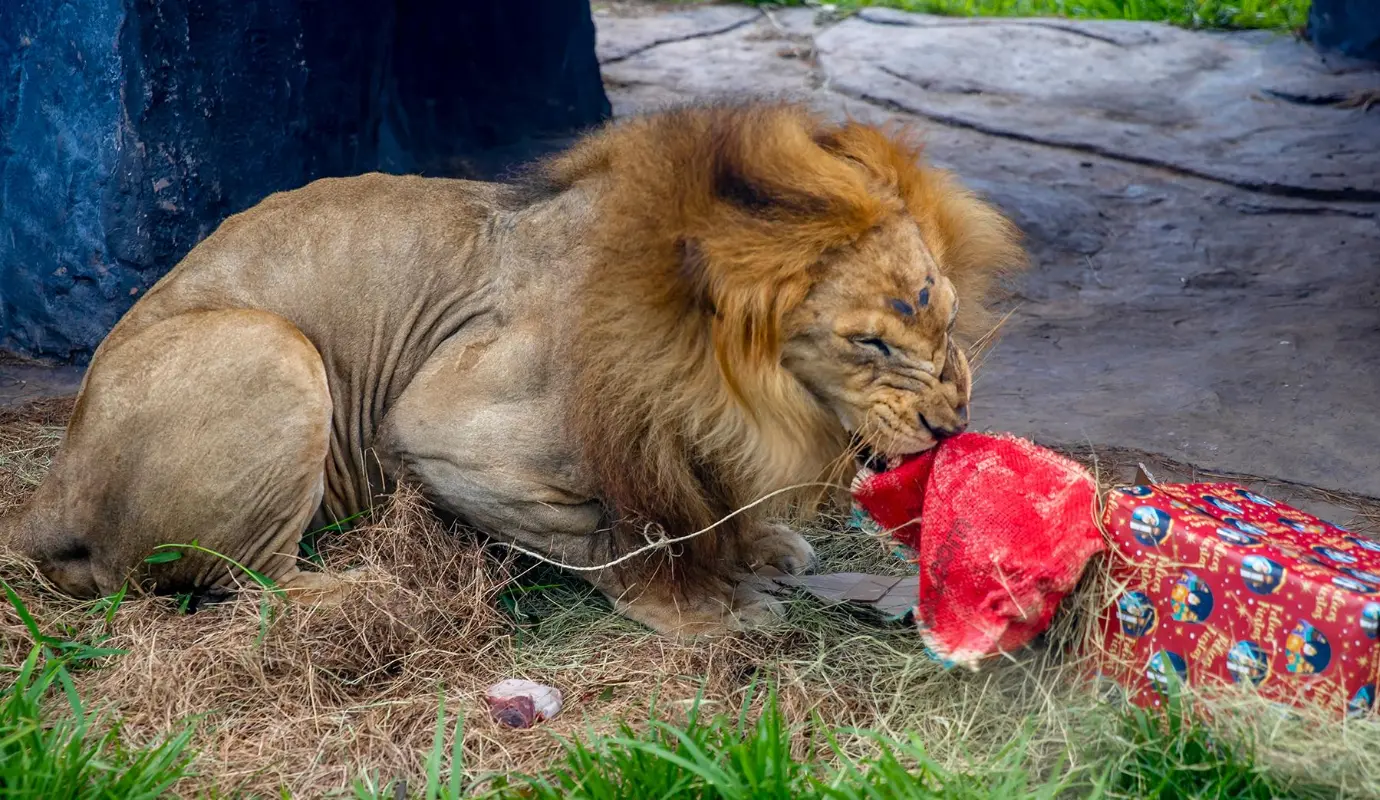 Desde la Hacienda Nápoles se destacó que estas actividades no son improvisadas, sino que responden a planes específicos elaborados por expertos, teniendo en cuenta las características, hábitos alimenticios y preferencias de cada animal. Foto: Juan Antonio Sánchez