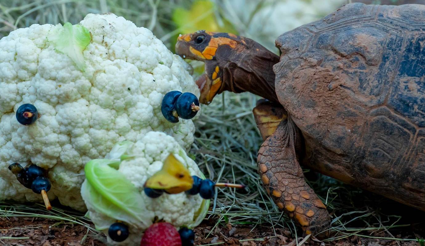Estas actividades no solo estimulan sus habilidades físicas y cognitivas, sino que también fomentan la exploración, el ejercicio y la curiosidad natural. Foto: Juan Antonio Sánchez