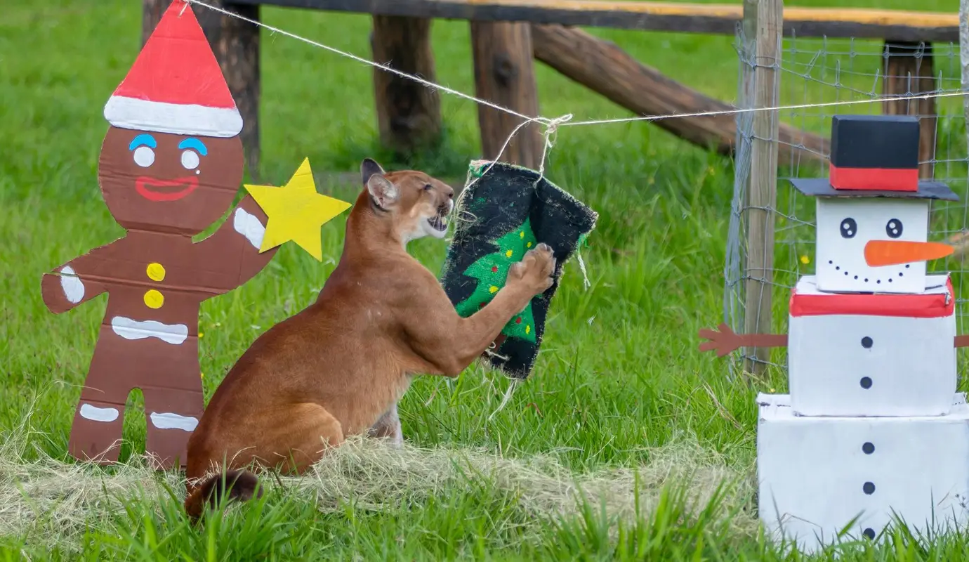 El parque temático y centro de conservación lanzó su programa de Ambientales Navideños 2025, una estrategia especializada enfocada en el bienestar integral de los animales que habitan este espacio, mediante actividades de enriquecimiento ambiental desarrolladas por profesionales en manejo y cuidado animal. Foto: Juan Antonio Sánchez