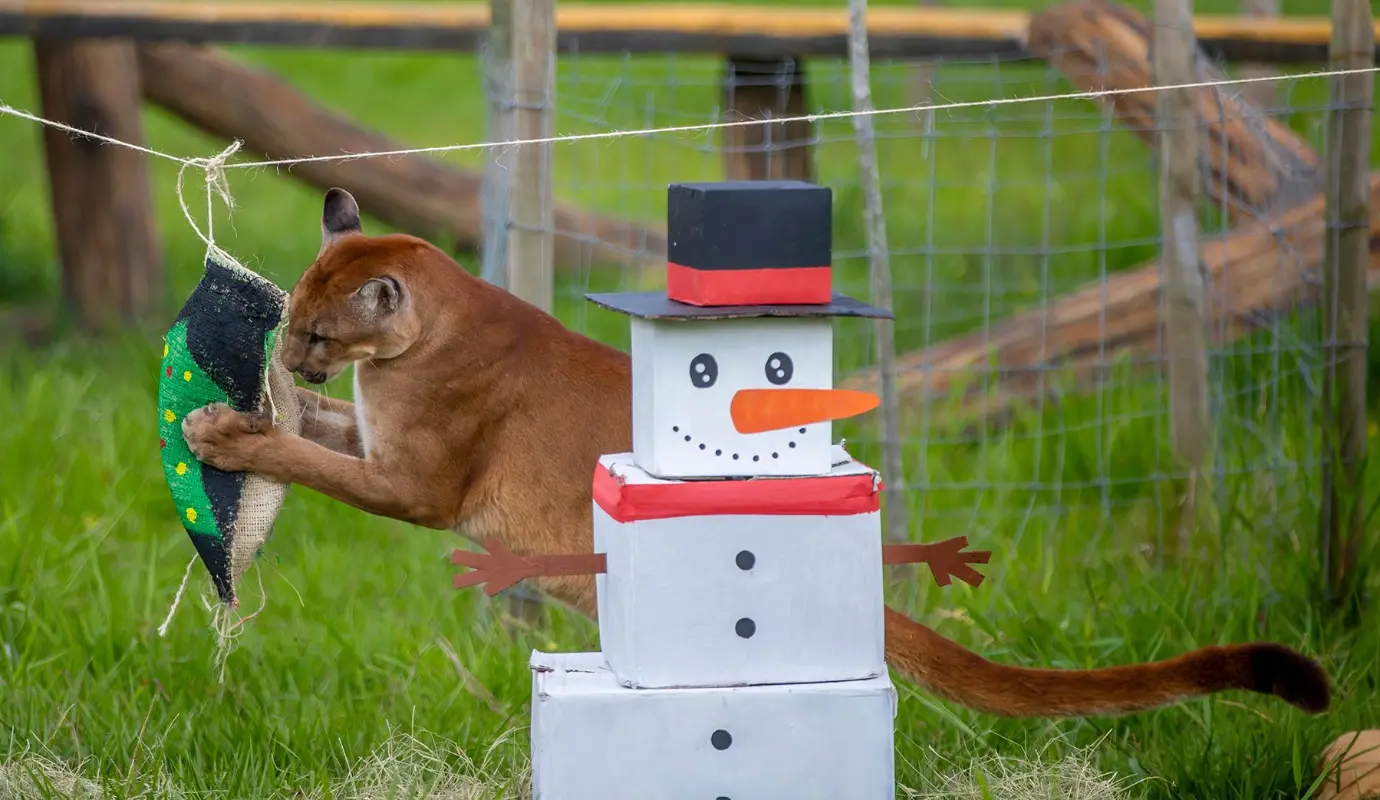 Es importante destacar que cada actividad es estrictamente personalizada. Los especialistas de Hacienda Nápoles diseñan cada “regalo” y dinámica dependiendo de la especie, la alimentación habitual y los gustos individuales de cada animal. Foto: Juan Antonio Sánchez