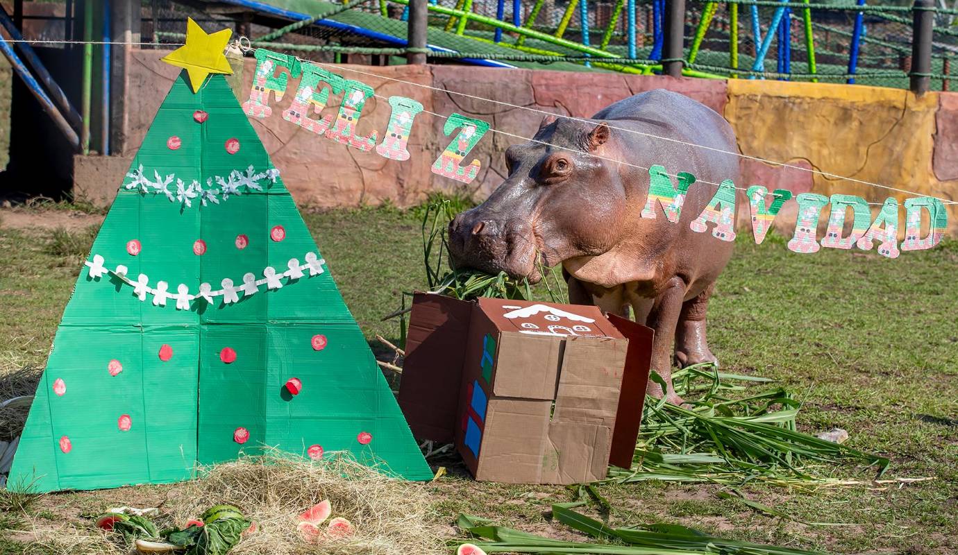 La Navidad también se vive entre fauna silvestre y especies bajo cuidado humano en la Hacienda Nápoles. Foto: Juan Antonio Sánchez