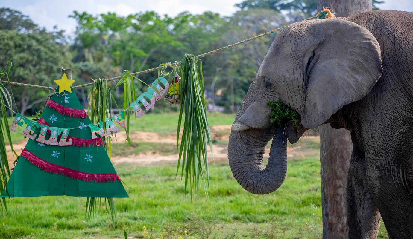 Con esta iniciativa, la Hacienda Nápoles reafirma su compromiso con el bienestar animal, la educación ambiental y la conservación, demostrando que la Navidad también puede ser una oportunidad para promover prácticas responsables y conscientes en el cuidado de la fauna Foto: Juan Antonio Sánchez