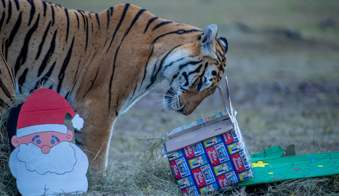 El objetivo central de esta iniciativa es proporcionar estímulos que permitan a los animales expresar sus conductas naturales, evitando el aburrimiento y disminuyendo la aparición de conductas repetitivas o anormales (estereotipias) que pueden surgir en entornos controlados. Foto: Juan Antonio Sánchez