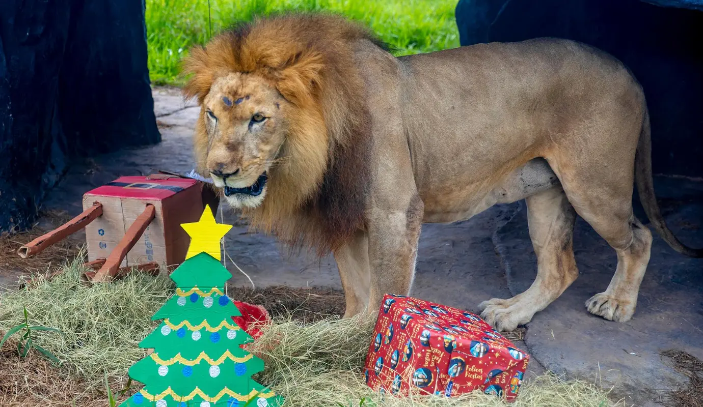 De esta manera, se busca mejorar de forma significativa la calidad de vida de los animales, especialmente durante una época del año en la que la rutina diaria puede verse alterada por el aumento de visitantes y cambios en el entorno. Foto: Juan Antonio Sánchez