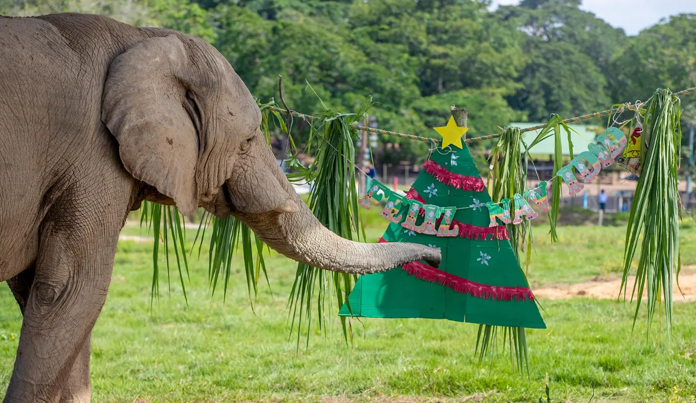 Uno de los pilares del programa es el enriquecimiento alimenticio, que consiste en modificar la manera en la que se ofrece el alimento. A través de esta técnica, los animales deben buscar, manipular, seleccionar, abrir o descubrir su comida, replicando comportamientos propios de la vida en libertad. Foto: Juan Antonio Sánchez