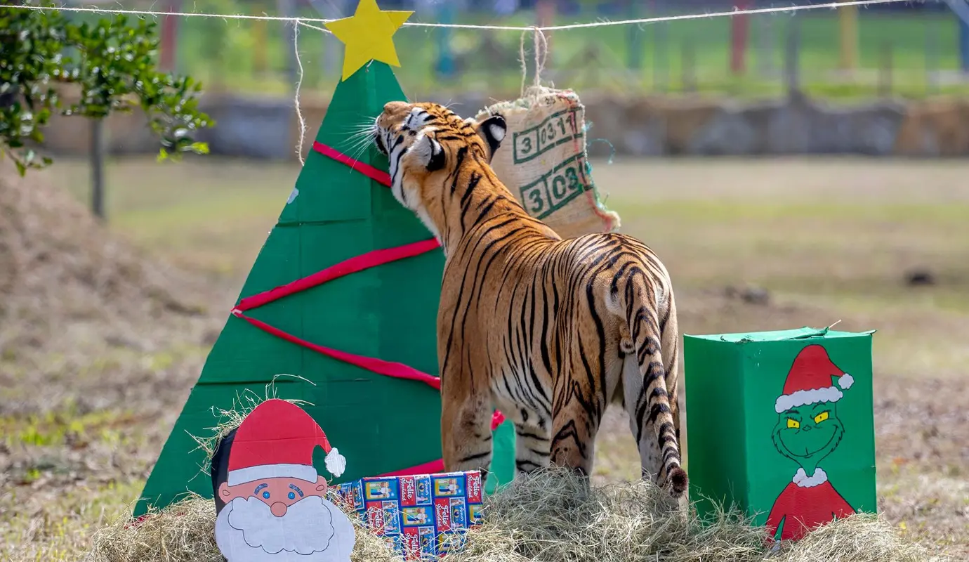 El programa tiene como objetivo principal estimular las conductas naturales de cada especie, mantener una adecuada condición física y mental, reducir el estrés y prevenir comportamientos repetitivos o anormales asociados al cautiverio. Foto: Juan Antonio Sánchez