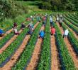 Alrededor del 42% de los trabajadores agrícolas no tienen autorización para trabajar en Estados Unidos. Foto: Getty Images