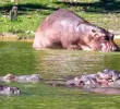 Desde que Pablo Escobar trajo los primeros hipopótamos desde Estados Unidos hace 40 años, ningún gobierno ha sido capaz de volver a montar a otro de estos individuos en un avión. FOTO Juan Antonio Sánchez