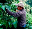 La producción cafetera cayó 5% en abril de 2025. FOTO EL COLOMBIANO.