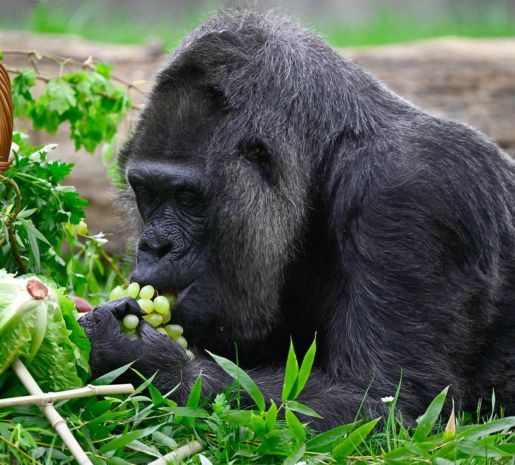 La celebración de cumpleaños de Fatou es un recordatorio para los humanos de la importancia de la protección de los gorilas y su hábitat natural. Su longevidad es un testimonio de la resistencia y la adaptabilidad de estas magníficas criaturas. Foto: AFP