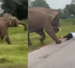 Los hechos quedaron grabados video donde se puede apreciar el accidente con el elefante. Imagen: captura de video.