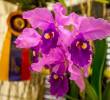 Este es la <i>Cattleya warscewiczii</i>, una de las especies más bellas y queridas en Antioquia y el país. FOTO: JUAN ANTONIO SÁNCHEZ