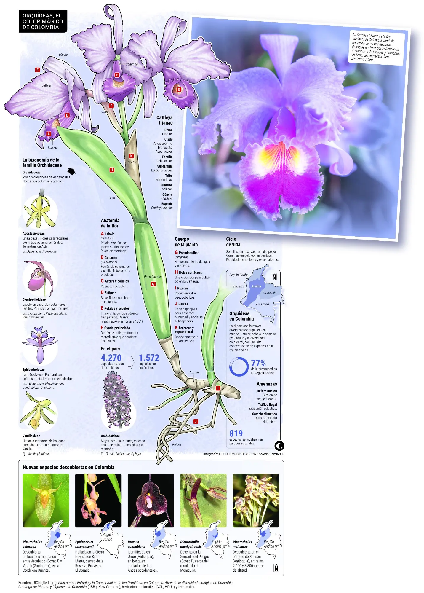 InfogrÃ¡fico