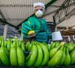 Producto del trabajo de las autoridades en alianza con los productores el 99% de las áreas bananeras y plataneras en Colombia están libres del hongo FOC R4T.<b><span class=mln_uppercase_mln> </span></b>FOTO<b><span class=mln_uppercase_mln> Juan Antonio Sánchez</span></b>