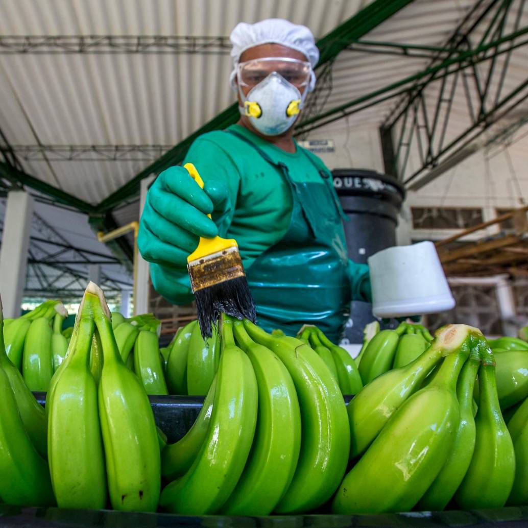 Producto del trabajo de las autoridades en alianza con los productores el 99% de las áreas bananeras y plataneras en Colombia están libres del hongo FOC R4T.<b><span class="mln_uppercase_mln"> </span></b>FOTO<b><span class="mln_uppercase_mln"> Juan Antonio Sánchez</span></b>