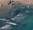 Las ballenas permanecieron varias horas tendidas en la playa sobre la poca agua que llegaba a la orilla. FOTO: Tomada de X @vnpoint