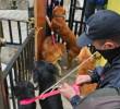 Algunos de los animales rescatados en Bello por la Fiscalía y las autoridades ambientales. FOTO: Cortesía