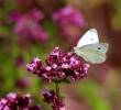 La mariposa blanca verdinervada fue la especie utilizada como modelo para estudiar los impactos del cambio climático en los insectos. FOTO Pixabay