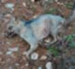 El zorro perro y sus crías fueron las nuevas víctimas de indolencia y salvajismo de las personas. FOTO: CORTESÍA