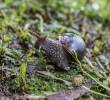 El caracol africano es considerada una especie invasora y peligrosa para la salud humana. FOTO: El Colombiano