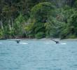 Nuquí combina ballenas con playas vírgenes y selvas biodiversas. Guapi y Buenaventura ofrecen acceso al Parque Nacional Natural Uramba Bahía Málaga, otra joya recomendada por la Gobernación del Valle del Cauca. FOTO: Cortesía.