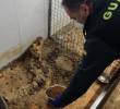 Algunos de los animales muertos en el lugar eran perros de raza chihuahua y varias aves, al parecer, exóticas. FOTO: Redes sociales @guardiacivil