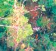 Así quedó el helicóptero derribado el 9 de enero de 2014 en la zona rural del municipio de Anorí, en un ataque perpetrado por unidades conjuntas de las Farc y el ELN. FOTO: CORTESIA