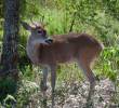 El venado cola blanca tiene presencia en departamentos como Antioquia y Boyacá, pero está en estado crítico. FOTO: CORTESÍA
