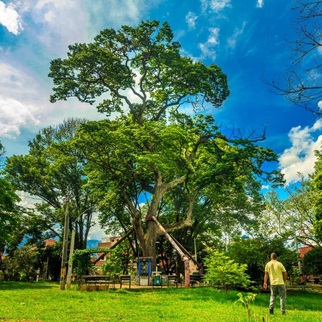 Ébano ubicado en El Poblado. Estos árboles no solo ofrecen sombra y frescura en los días calurosos, sino que también contribuyen a la biodiversidad y al bienestar emocional de la comunidad. Foto: Camilo Suárez Echeverry