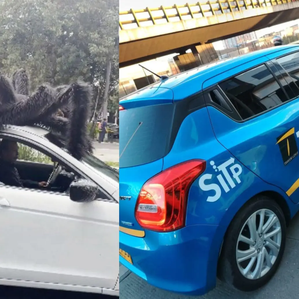 Los carros deben cumplir ciertas normas de visibilidad y legibilidad en caso de ser disfrazados. Fotos: Captura de video @adnnoticiasmx y @PasaenBogota Los carros deben cumplir ciertas normas de visibilidad y legibilidad en caso de ser disfrazados. Fotos: Captura de video @adnnoticiasmx y @PasaenBogota