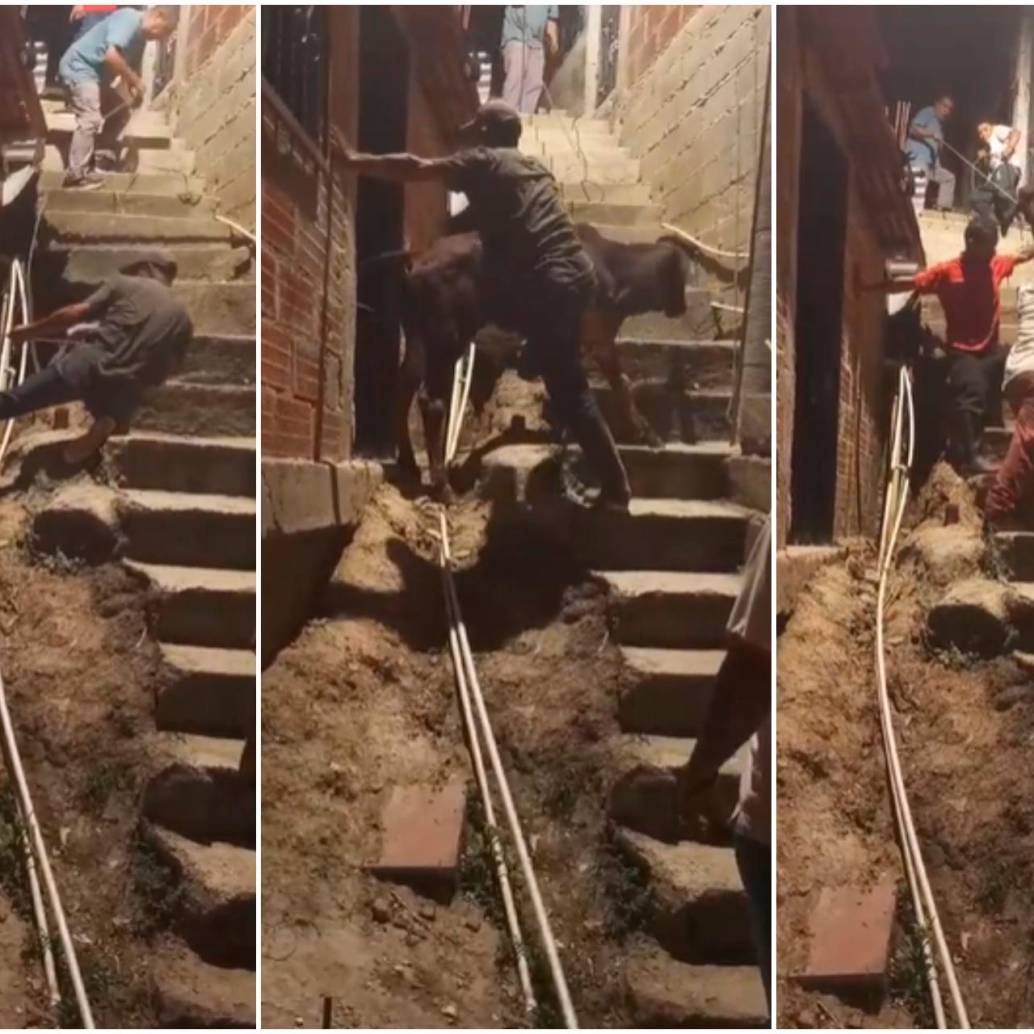 Tras caer del techo, el animal fue sacado de la casa con ayuda de varios vecinos del sector. FOTOS: Captura de video 