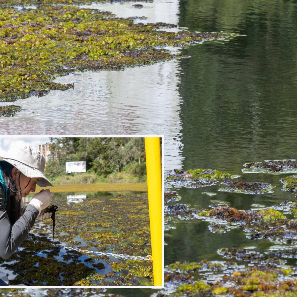 Adelante, una técnica de Cornare analiza algunas plantas del humedal. Atrás, parte del humedal Abreo Malpaso. FOTO: Cortesía Cornare. Adelante, una técnica de Cornare analiza algunas plantas del humedal. Atrás, parte del humedal Abreo Malpaso. FOTO: Cortesía Cornare.