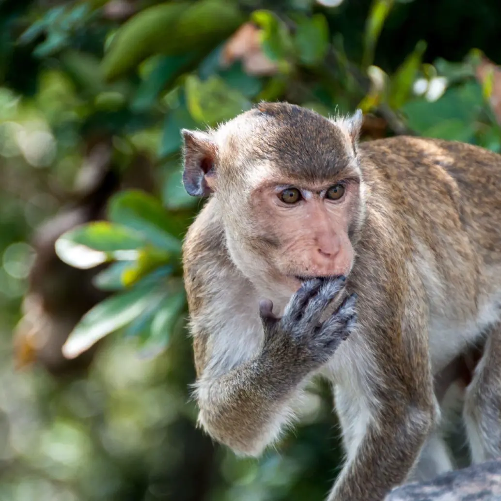 Un mono rhesus (imagen de referencia) se fugó luego del volcamiento de un camión en Misisipi, Estados Unidos. Foto: Getty Images Un mono rhesus (imagen de referencia) se fugó luego del volcamiento de un camión en Misisipi, Estados Unidos. Foto: Getty Images