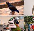 Cuando estas aves duran mucho tiempo en cautiverio no vuelven a ser nunca aptos para que los liberen en hábitats naturales. Arriba, a la derecha, se ve a la lora frentiamarilla incautada hace poco y que falleció. FOTOS Cortesía Amva