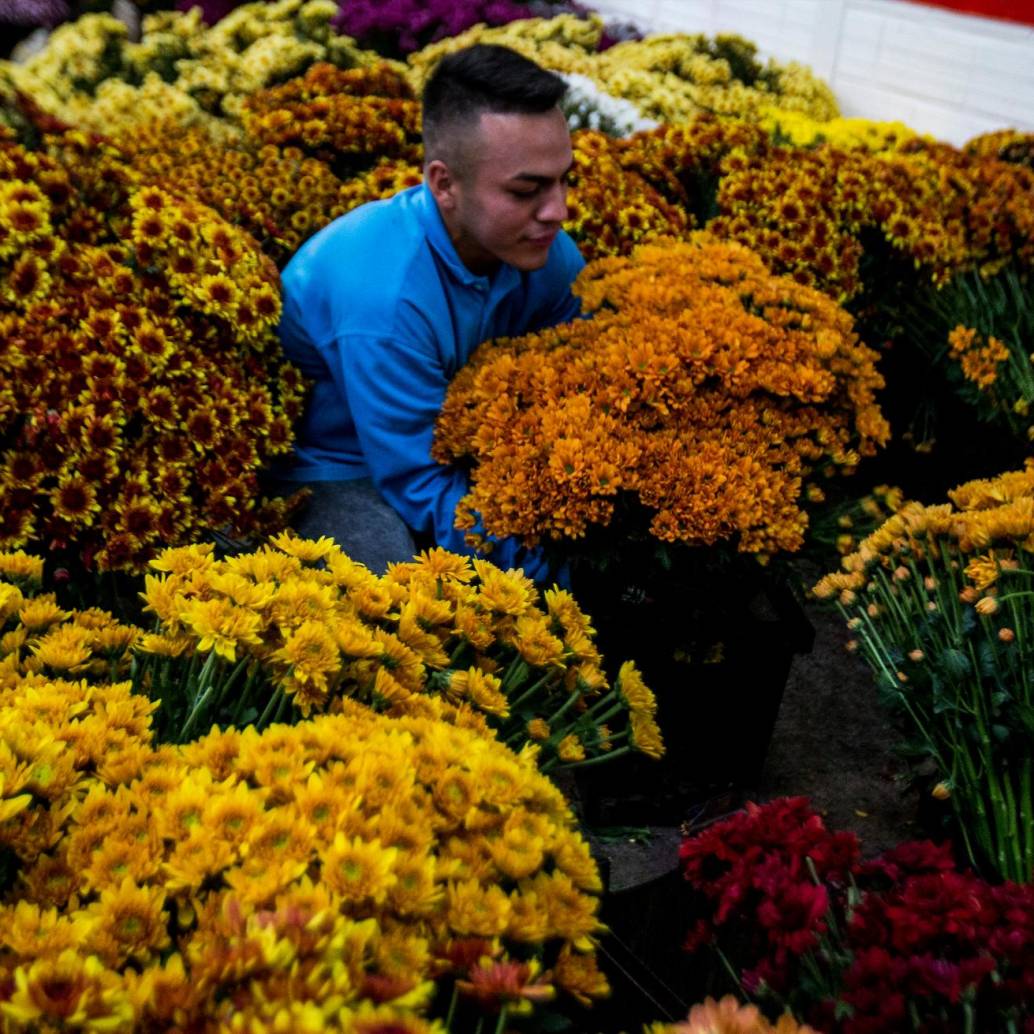 El PIB del sector agrícola creció 5,5% a marzo, impulsado entre otras actividades por el cultivo de flores. FOTO Juan Antonio Sánchez